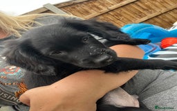 Mixed Breed dogs for sale: * Spangold Retrievers 2 beautiful boys left * - Image 30