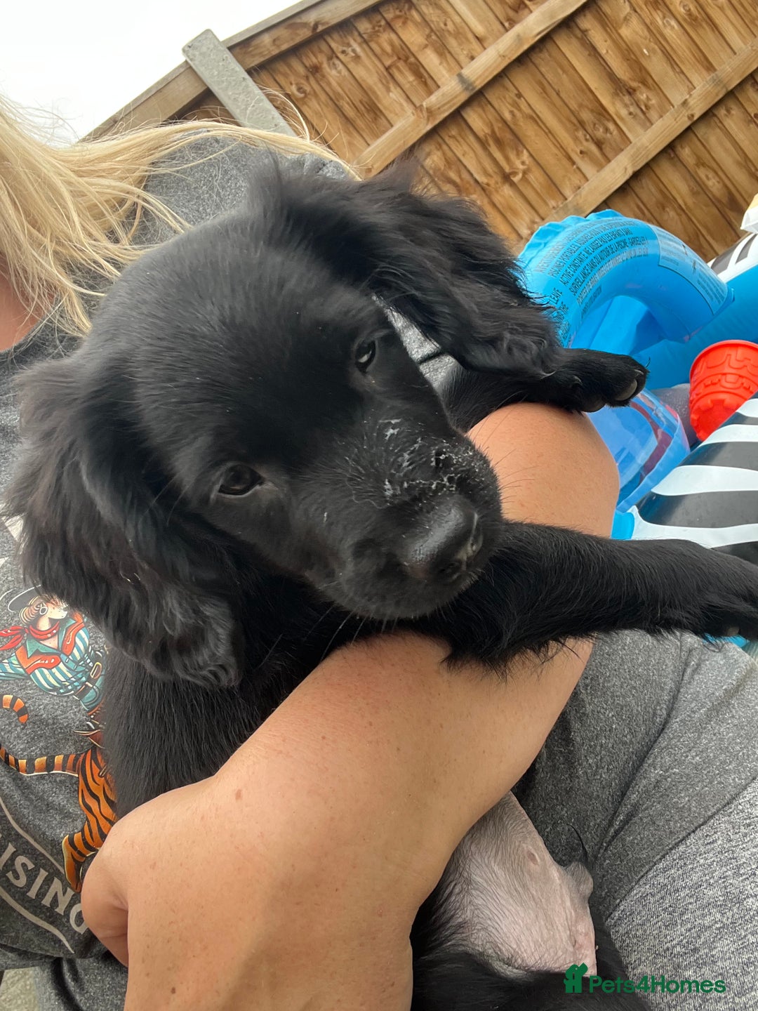 Mixed Breed dogs for sale: * Spangold Retrievers 2 beautiful boys left * - Image 30