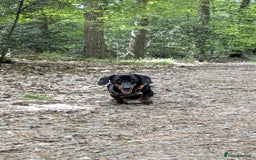 Miniature Dachshund dogs for sale: Energetic 2 year old minature dachshund  - Image 6