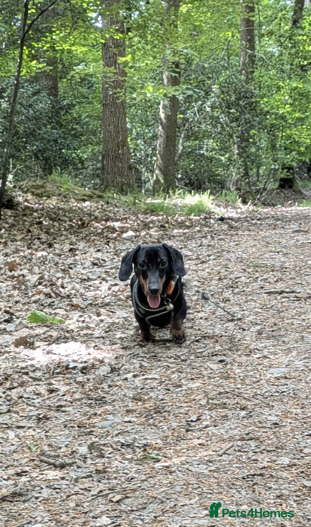 Miniature Dachshund dogs for sale: Energetic 2 year old minature dachshund  - Image 6