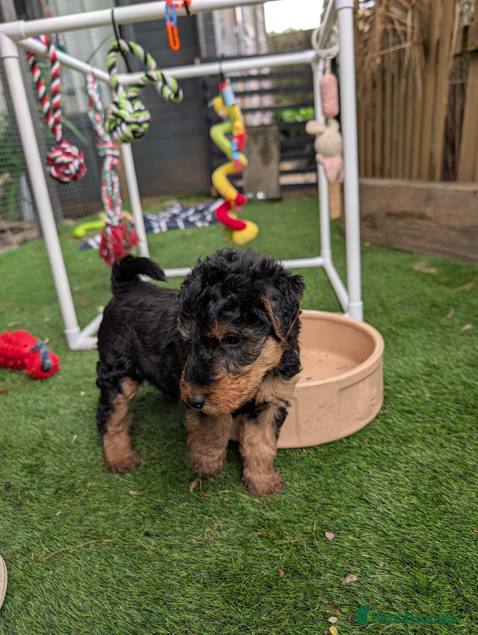 Welsh Terrier dogs for sale: Champion Lines KC Registered Welsh Terrier Puppies - Advert 3