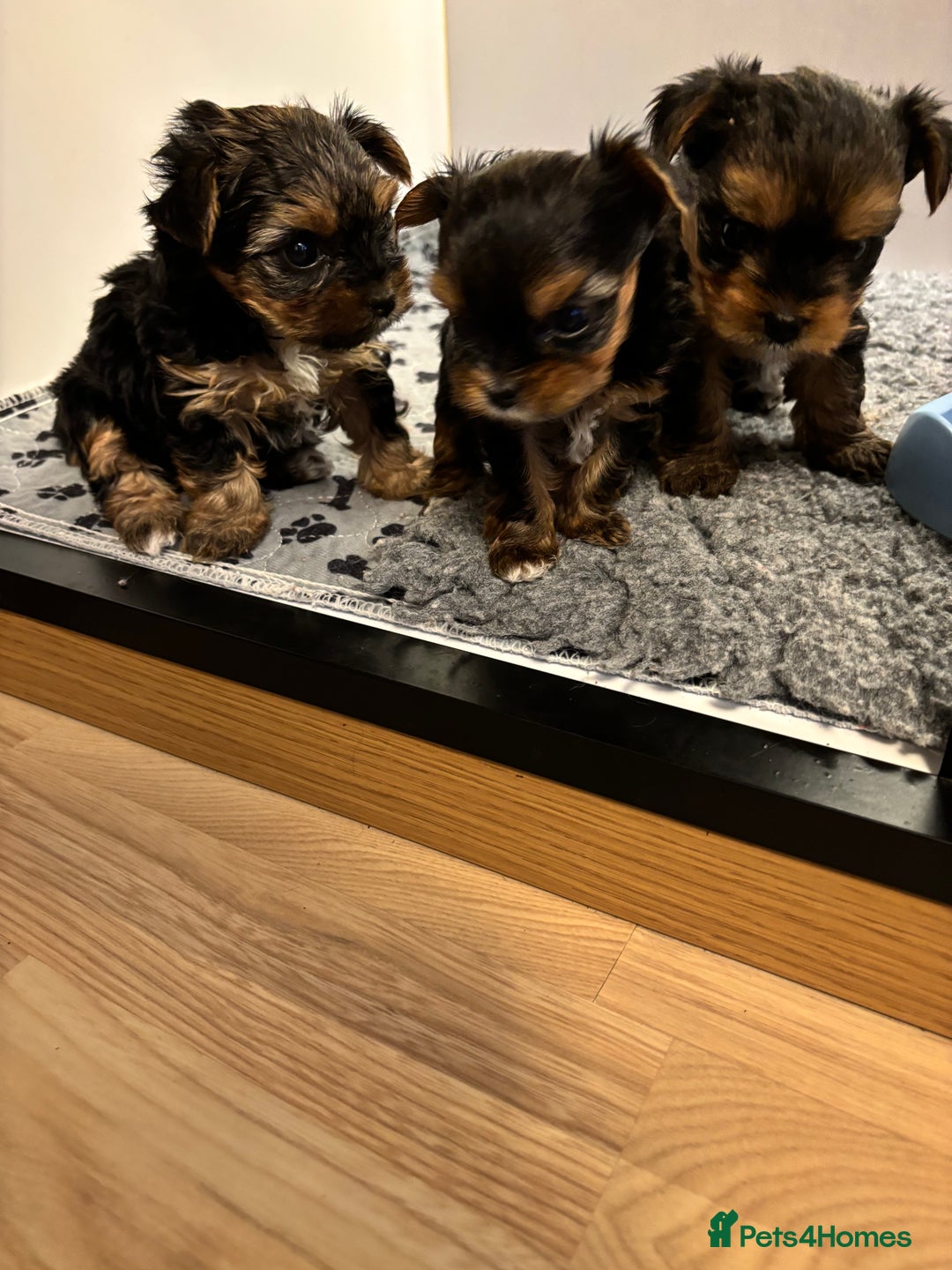 Yorkshire Terrier dogs for sale: Three beautiful Yorkshire terrier puppies  - Advert 14