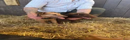 Mixed Breed dogs for sale: Dog pup  - Advert 5