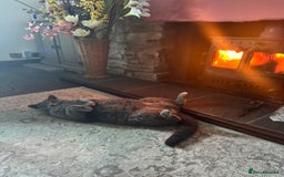 British Shorthair cats for sale: British Shorthair Male — experience needed! - Advert 20