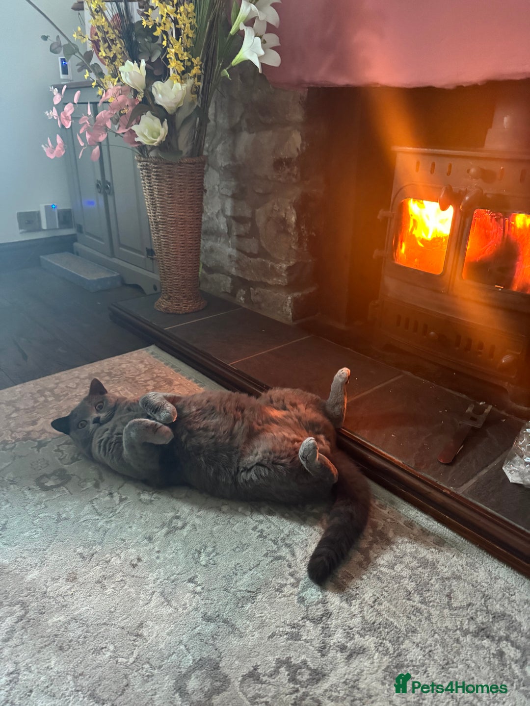 British Shorthair cats for sale: British Shorthair Male — experience needed! - Advert 20