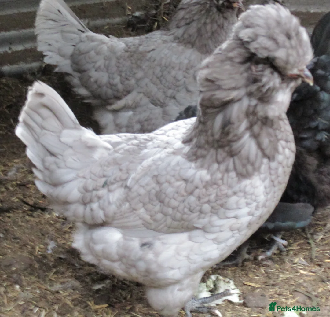 Hens poultry for sale: Trio, Blue/Splash Araucana ( blue/green eggs) - Advert 4