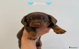 Dachshund dogs for sale: dachshund puppy’s for sale - Image 8
