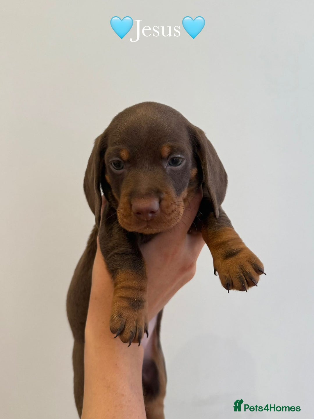Dachshund dogs for sale: dachshund puppy’s for sale - Image 8