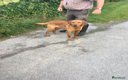 Labrador Retriever dogs for sale: Labrador pups - Advert 3