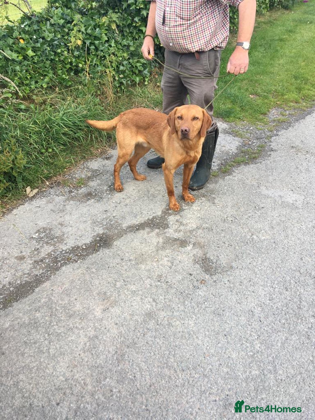 Labrador Retriever dogs for sale: Labrador pups - Advert 3