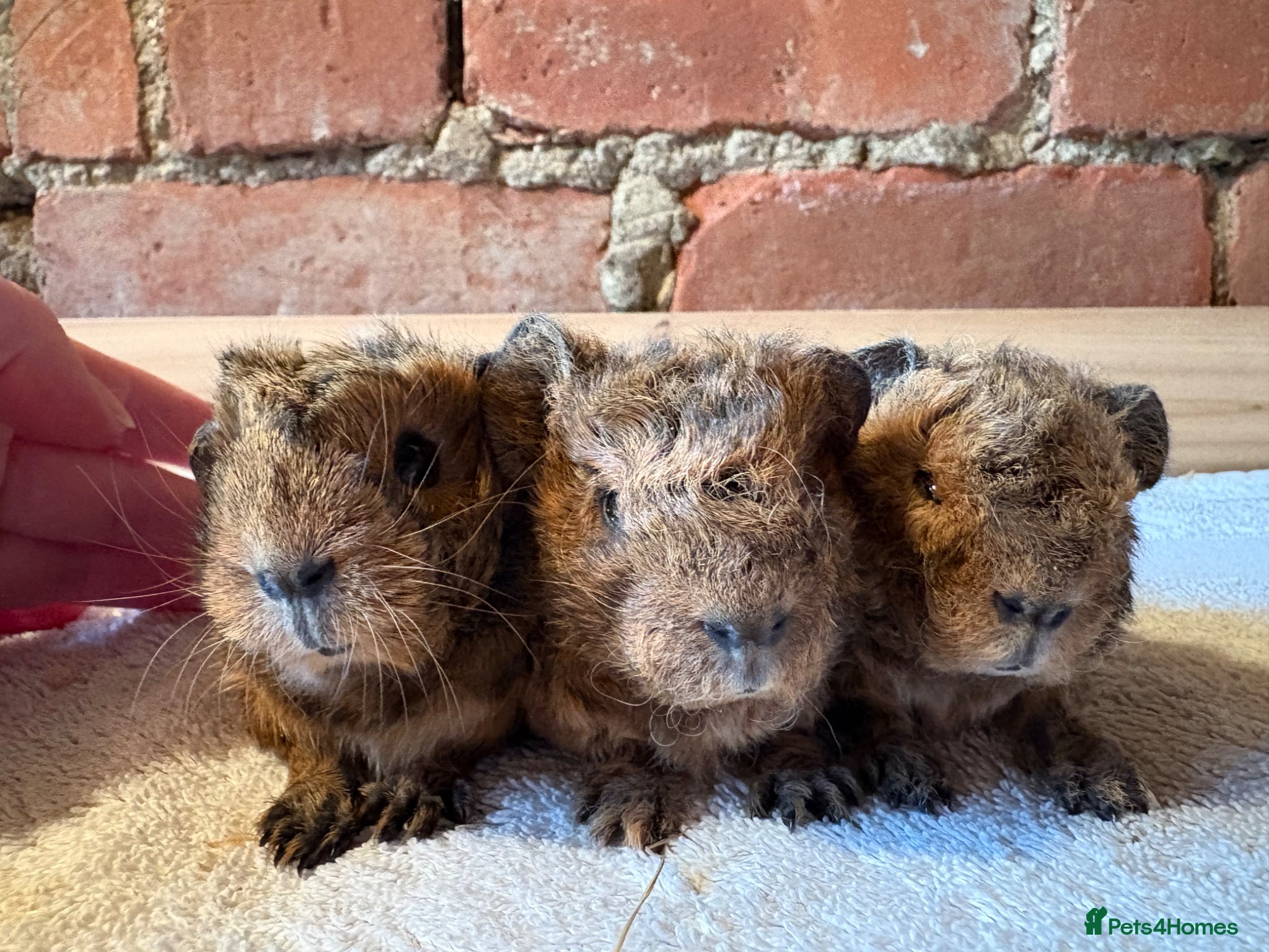 Guinea Pig rodents Baby Guinea Pigs  - Advert 21