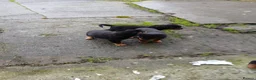 Rottweiler dogs for sale: 5 Purebred Rottweiler Puppies for Sale - Advert 10