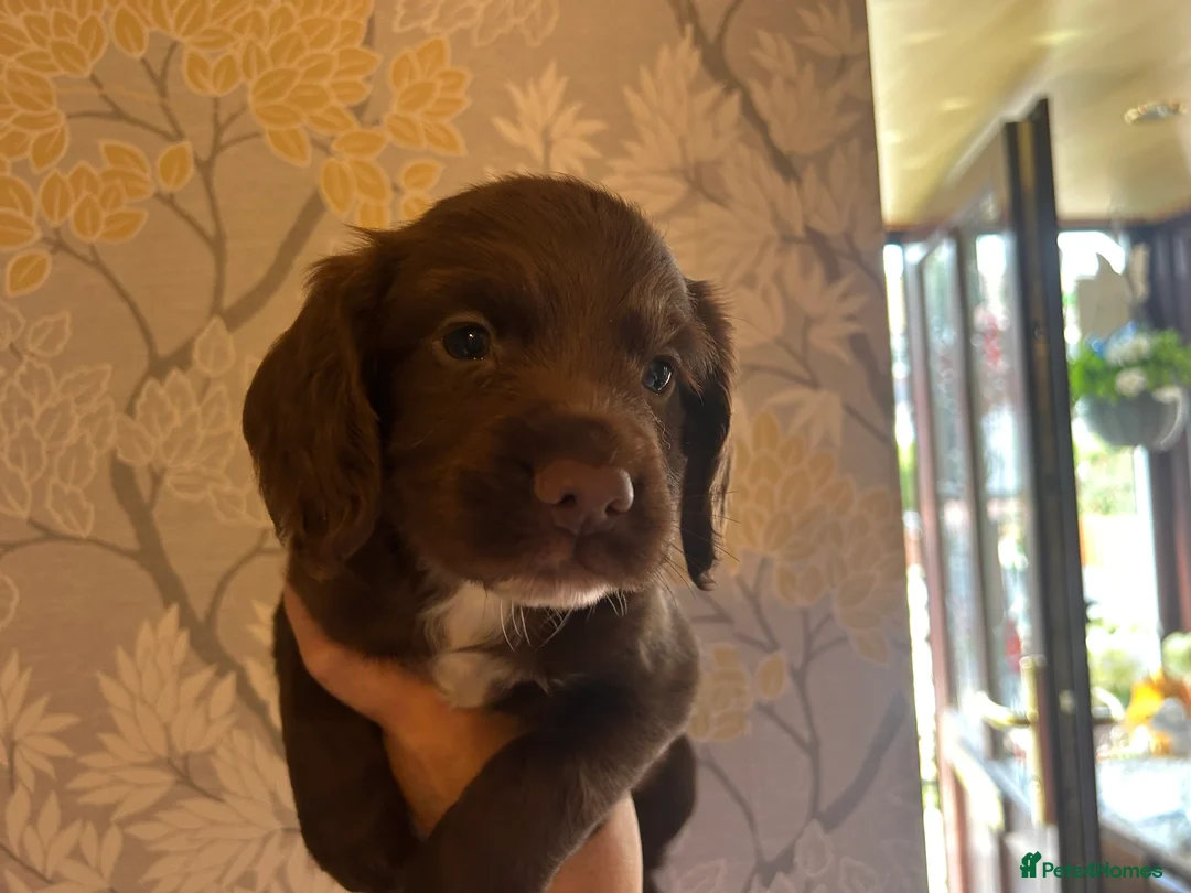 English Springer Spaniel dogs for sale: English springer spaniel puppies  - Advert 3