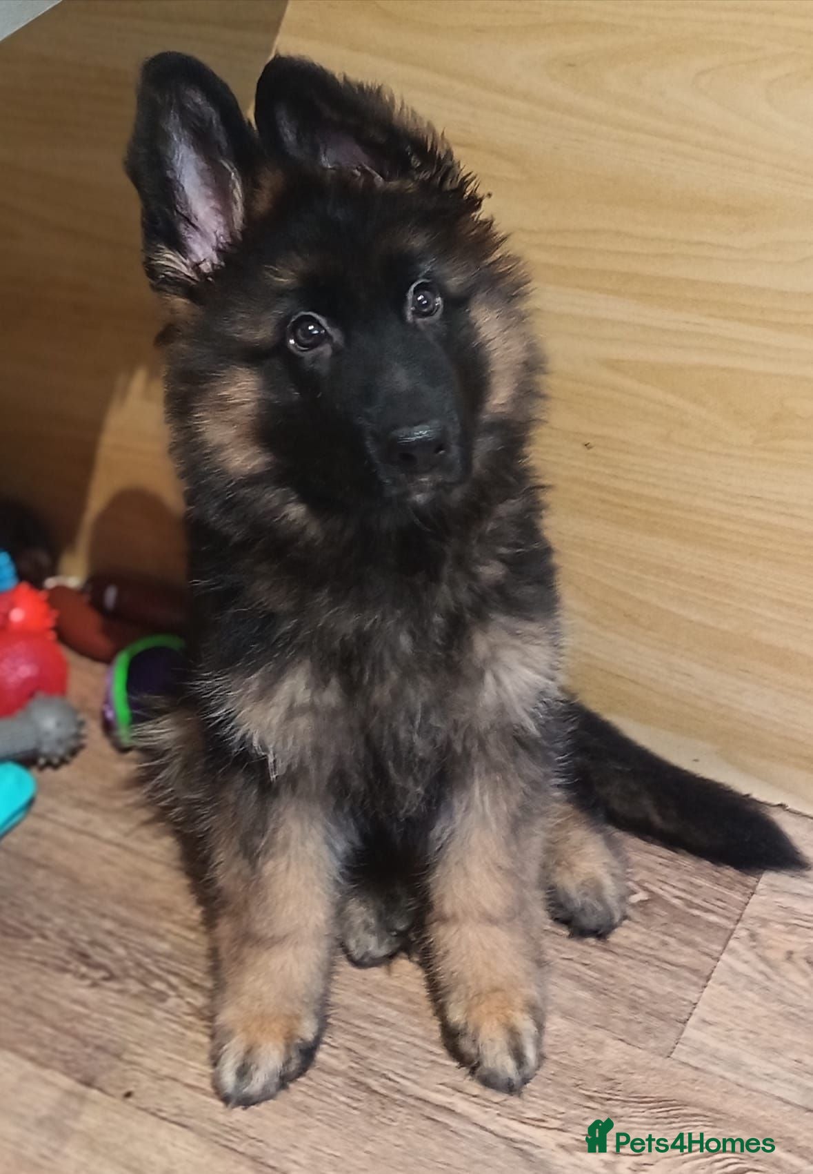 German Shepherd dogs KC PUPPIES FOR SALE - Advert 6
