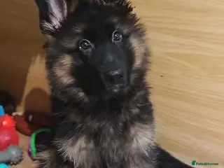 German Shepherd dogs KC PUPPIES FOR SALE - Advert 6