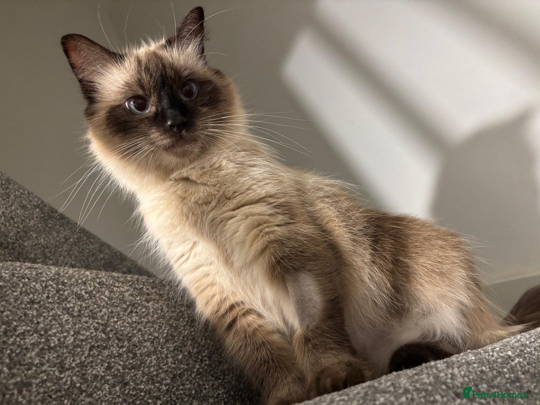 Ragdoll cats for sale: Stunning ragdoll kittens for sale  - Image 18