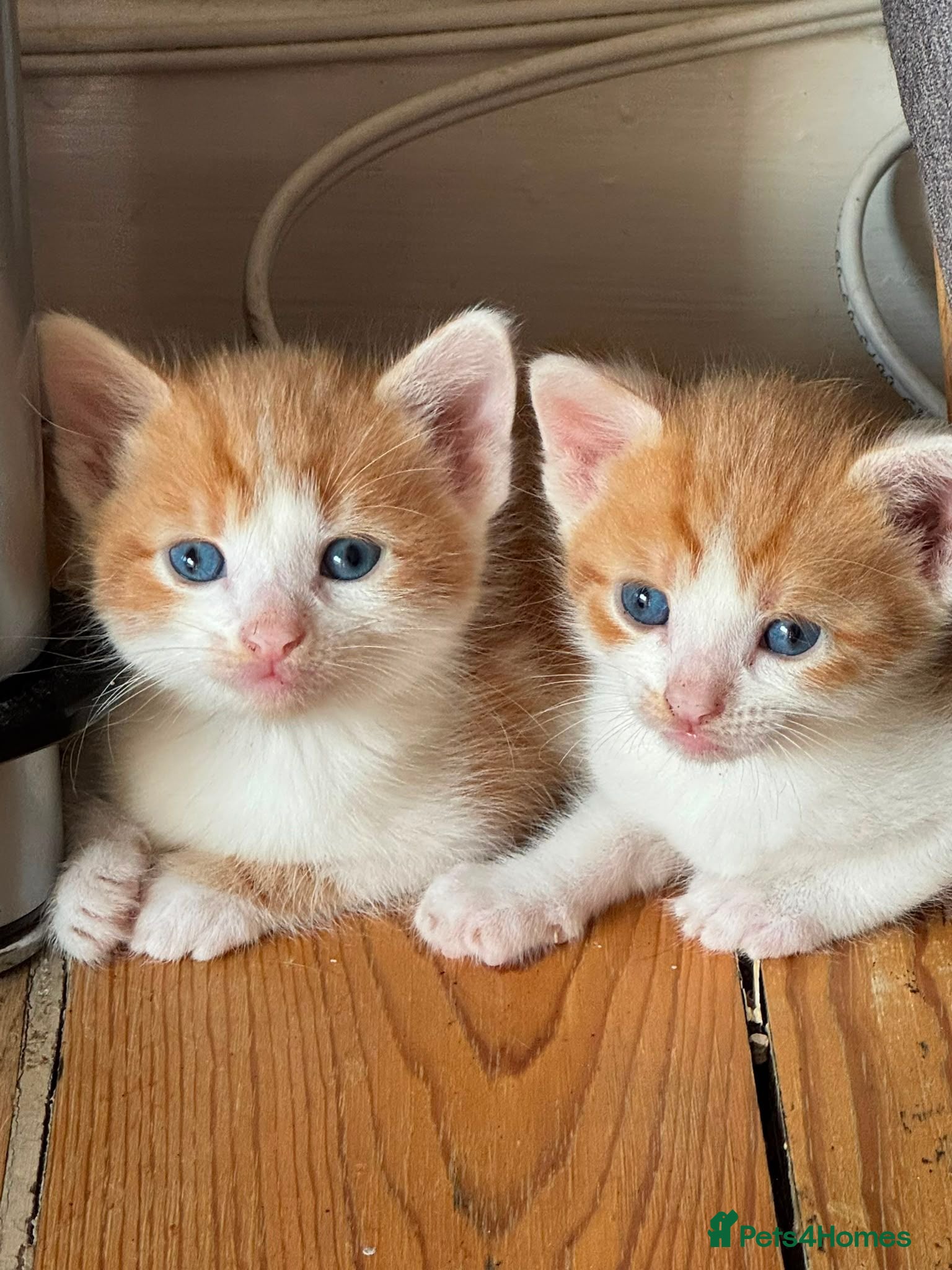 Mixed Breed cats 4 Ginger/white and 1 black and white kittens - Advert 3
