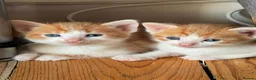 Mixed Breed cats for sale: 4 Ginger/white and 1 black and white kittens in Chatham - Advert 1