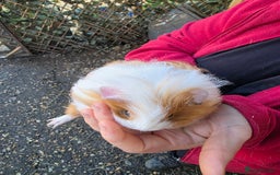 Guinea Pig rodents for sale: Long haired  - Advert 2