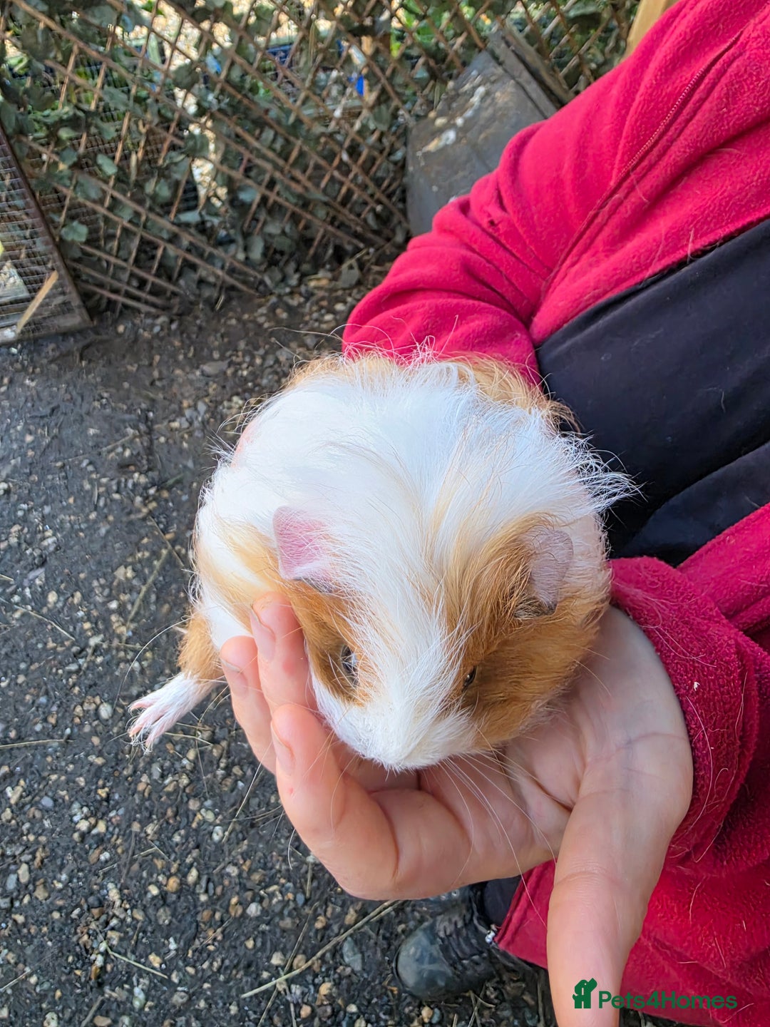 Guinea Pig rodents for sale: Long haired  - Advert 2