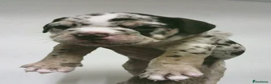 English Bulldog 2