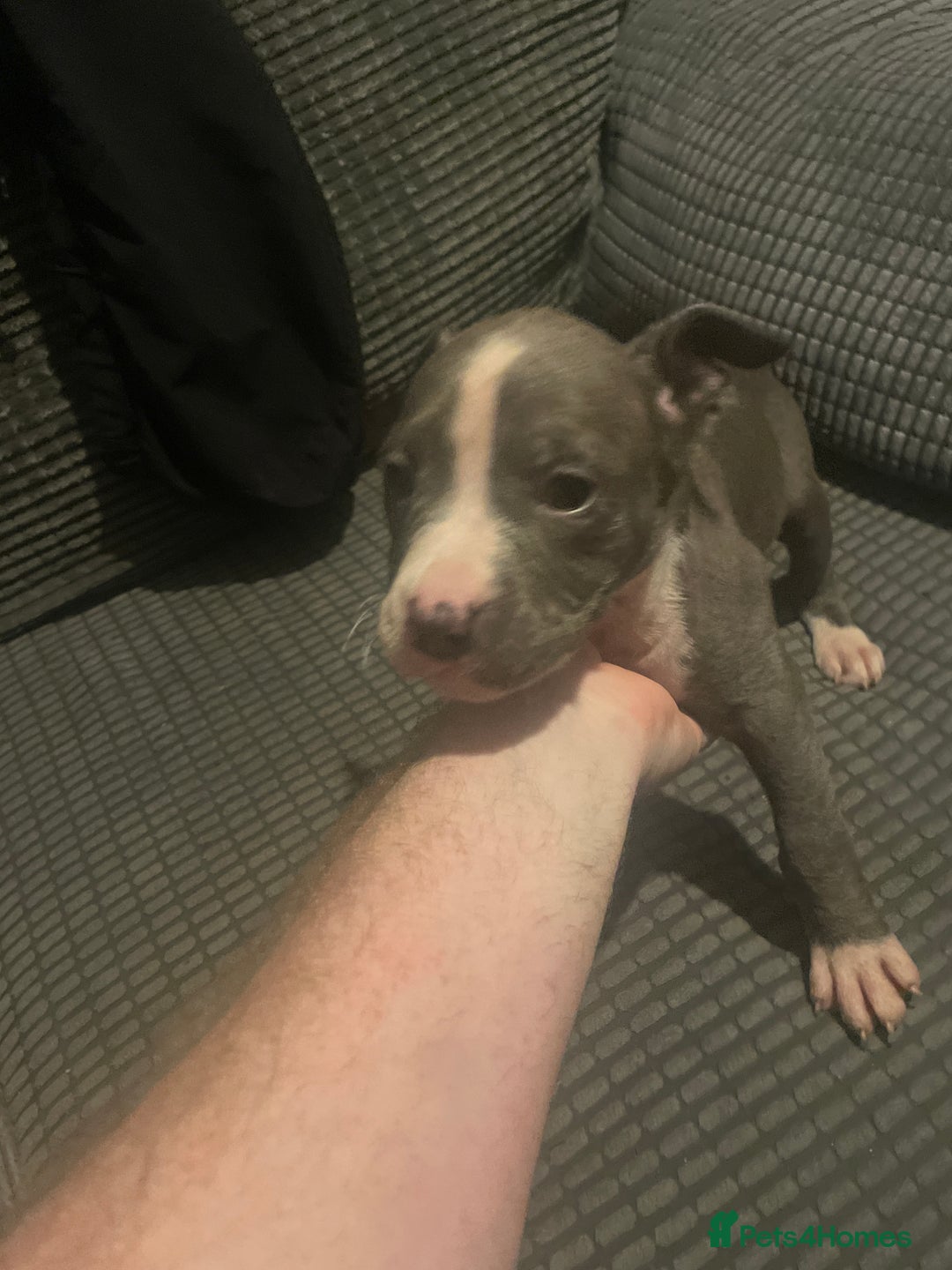 Staffordshire Bull Terrier dogs for sale: Staffordshire bull terrier - Advert 4