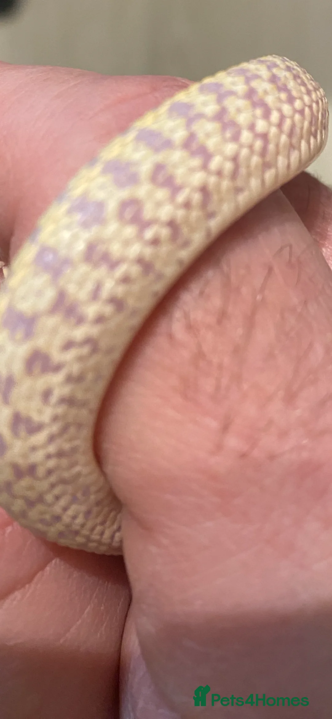 Garter Snake reptiles for sale: Albino and Het Albino checkered garter snakes. - Advert 9