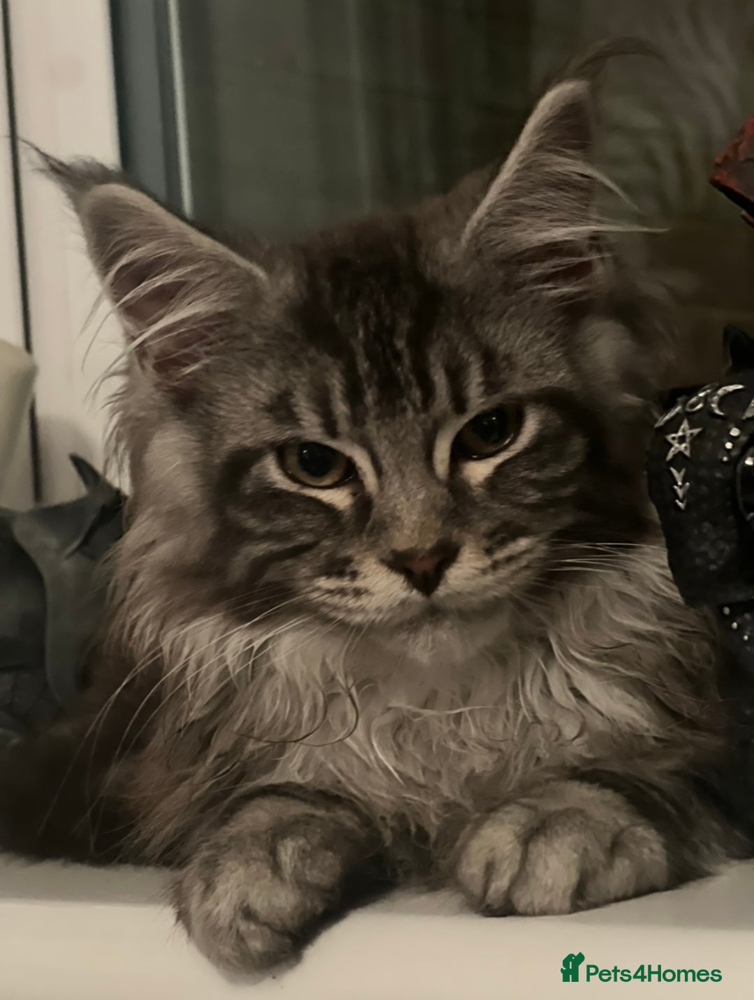 Maine Coon cats for sale: Maine Coon Boy needing rehoming - Image 8