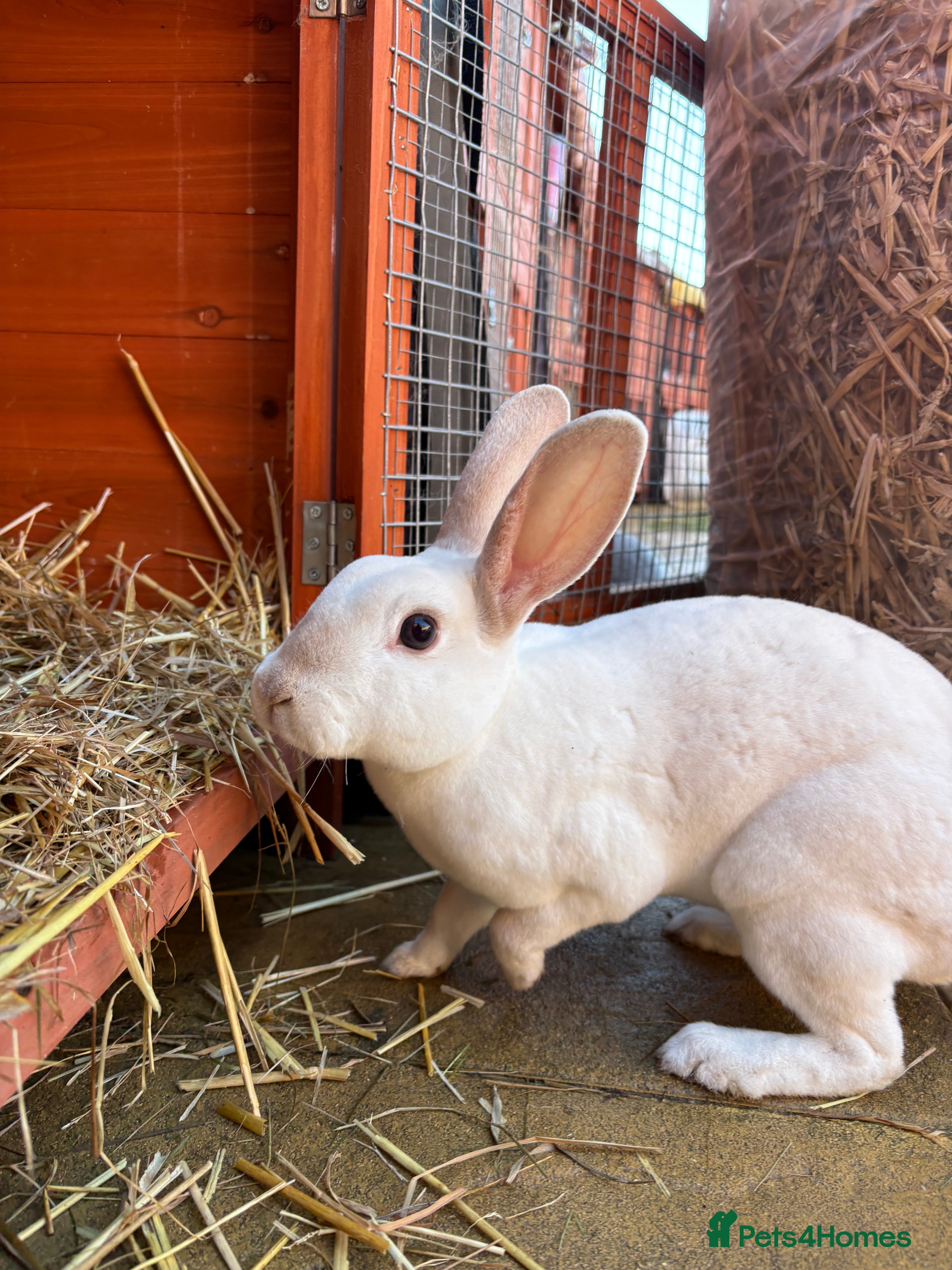 Mixed Breed rabbits Bunnies available for adoption  - Advert 1