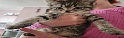 Mixed Breed cats for sale: 2 cute kittens looking for homes - Advert 3