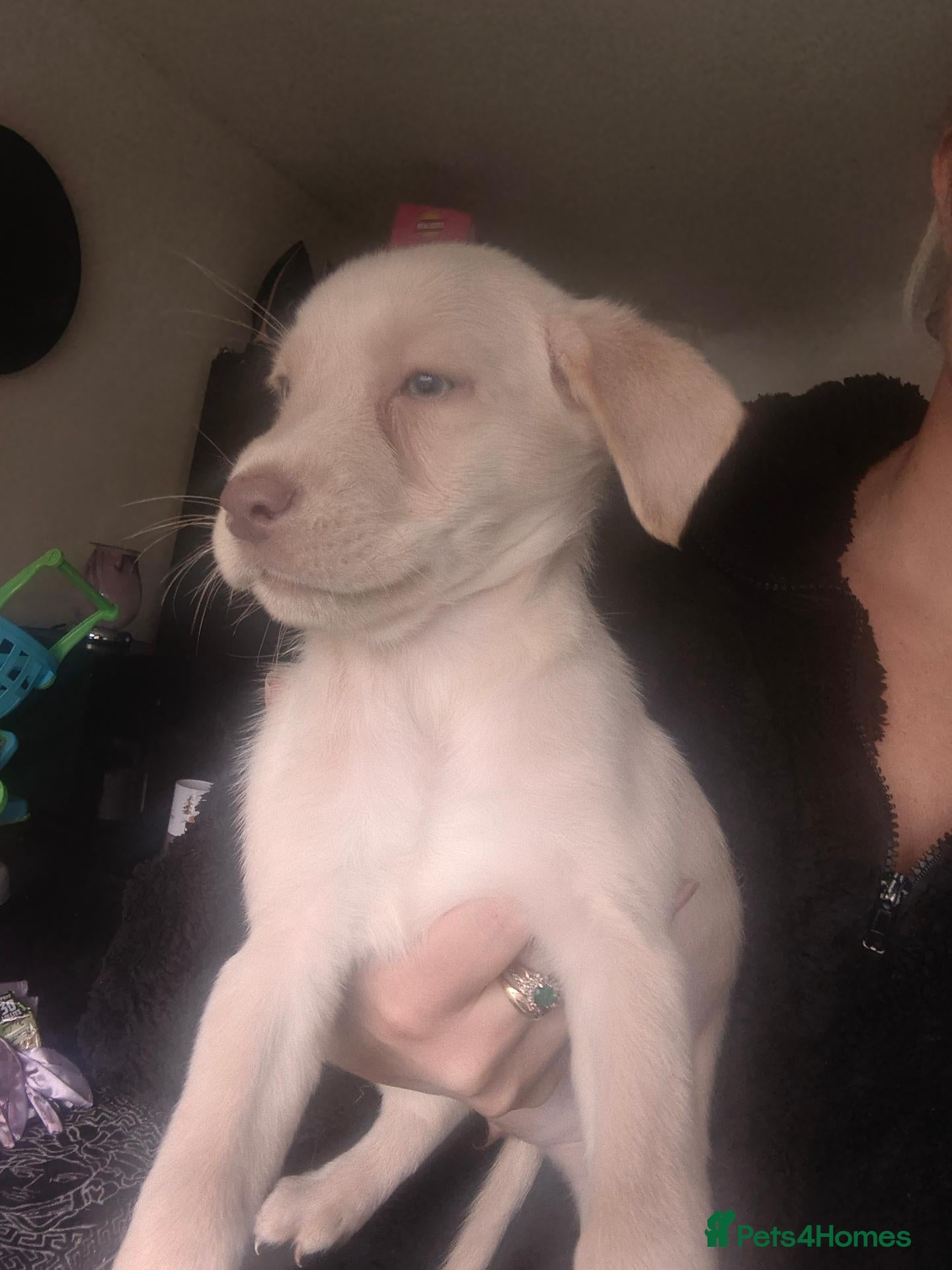 Labrador Retriever dogs for sale: Ready now 1 cream girl last of litter - Advert 16