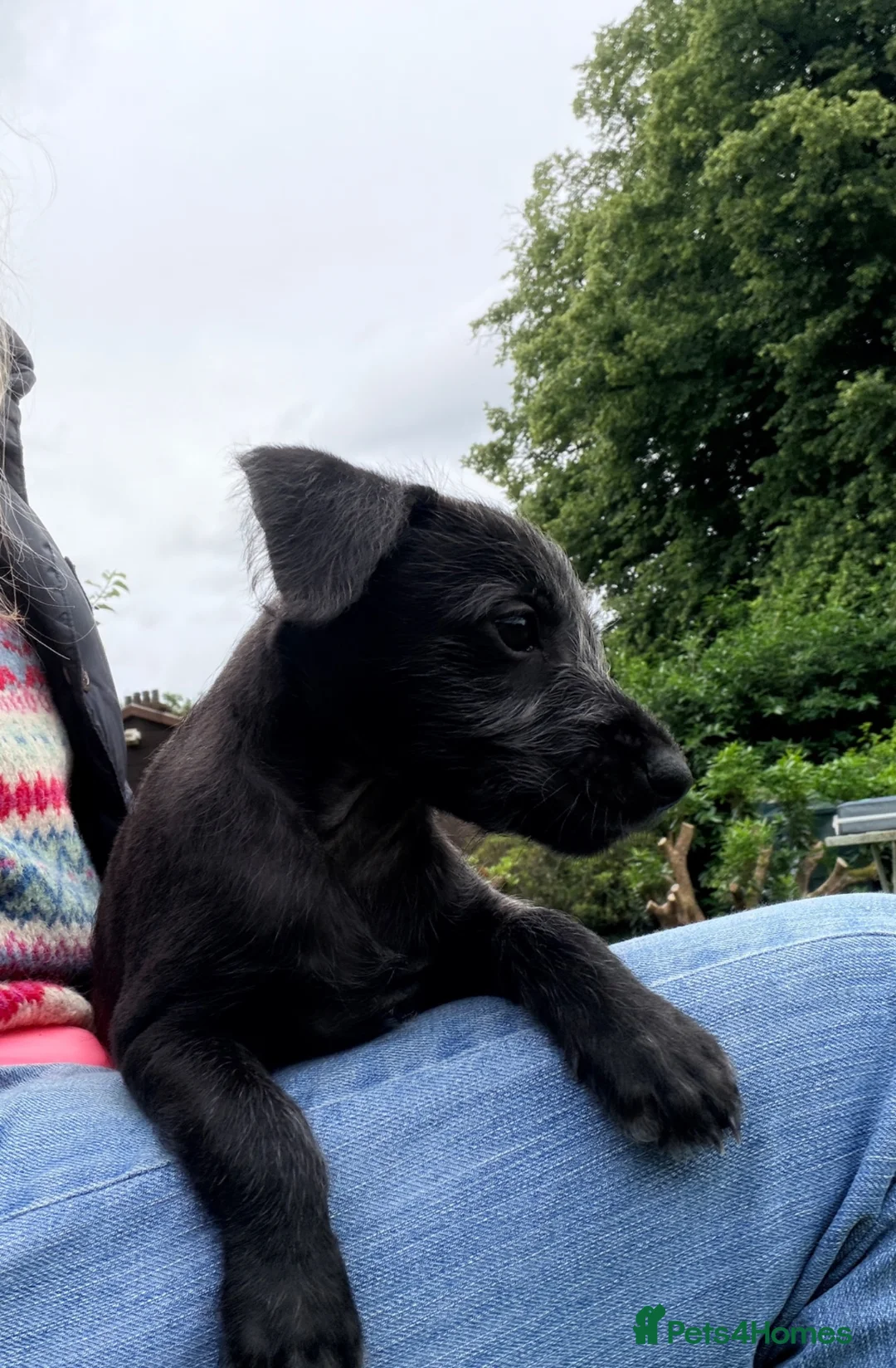 Mixed Breed dogs for sale: Rare small lurchers Beddywhippet x Iggy - Advert 13