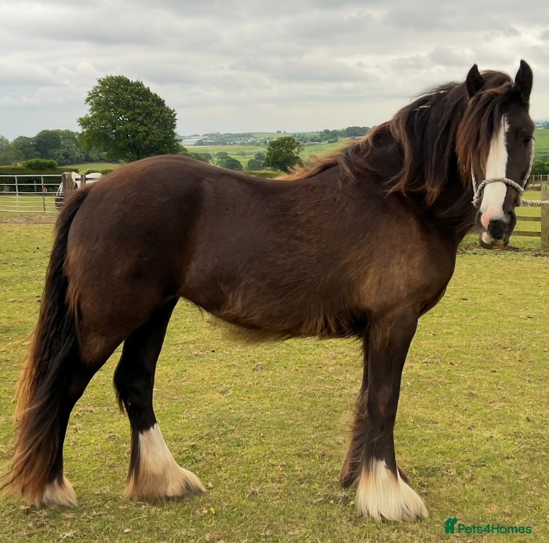 Other Breed horses for sale: 2 year old black cob filly to make approx 14.1/2hh - Image 2