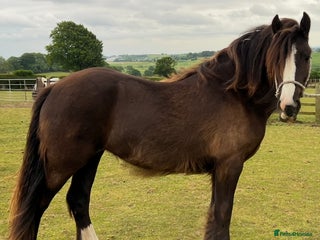 Other Breed horses - Advert 24