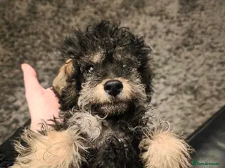 Doxiepoo dogs Beautiful toy poodle phantom rare colour 3/4 pups - Advert 2