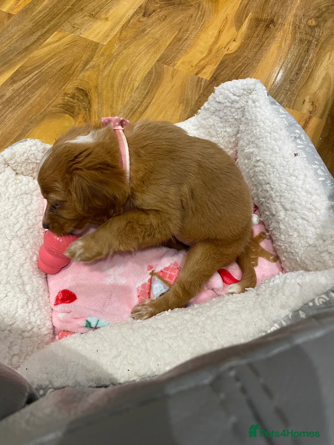 Cocker Spaniel dogs for sale: Cocker spaniel puppy  - Advert 4