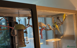 Budgerigars birds for sale: 5 Budgies and an aviary for sale - Advert 9