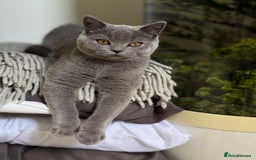 Scottish Fold cats for sale: Scottish fold and straight ear kittens in Harrow - Image 38
