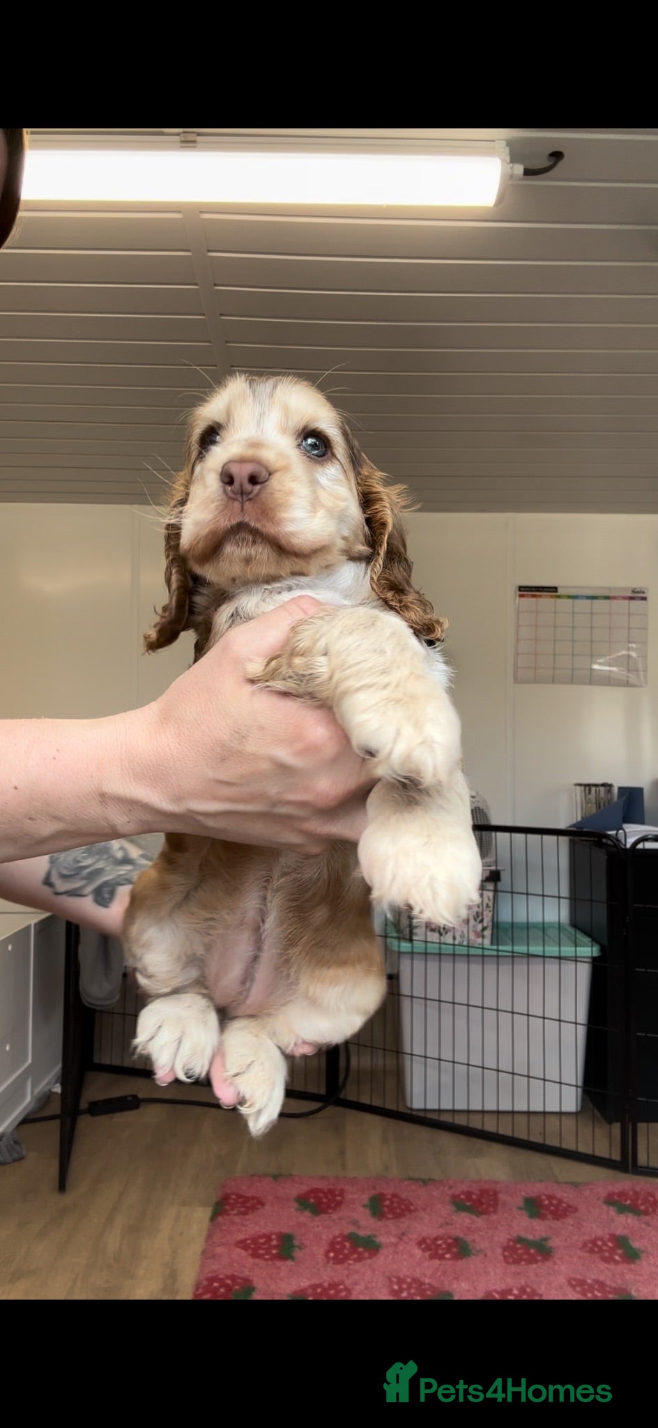 Cocker Spaniel dogs KC Registered Sable Show cocker spaniels  - Advert 2
