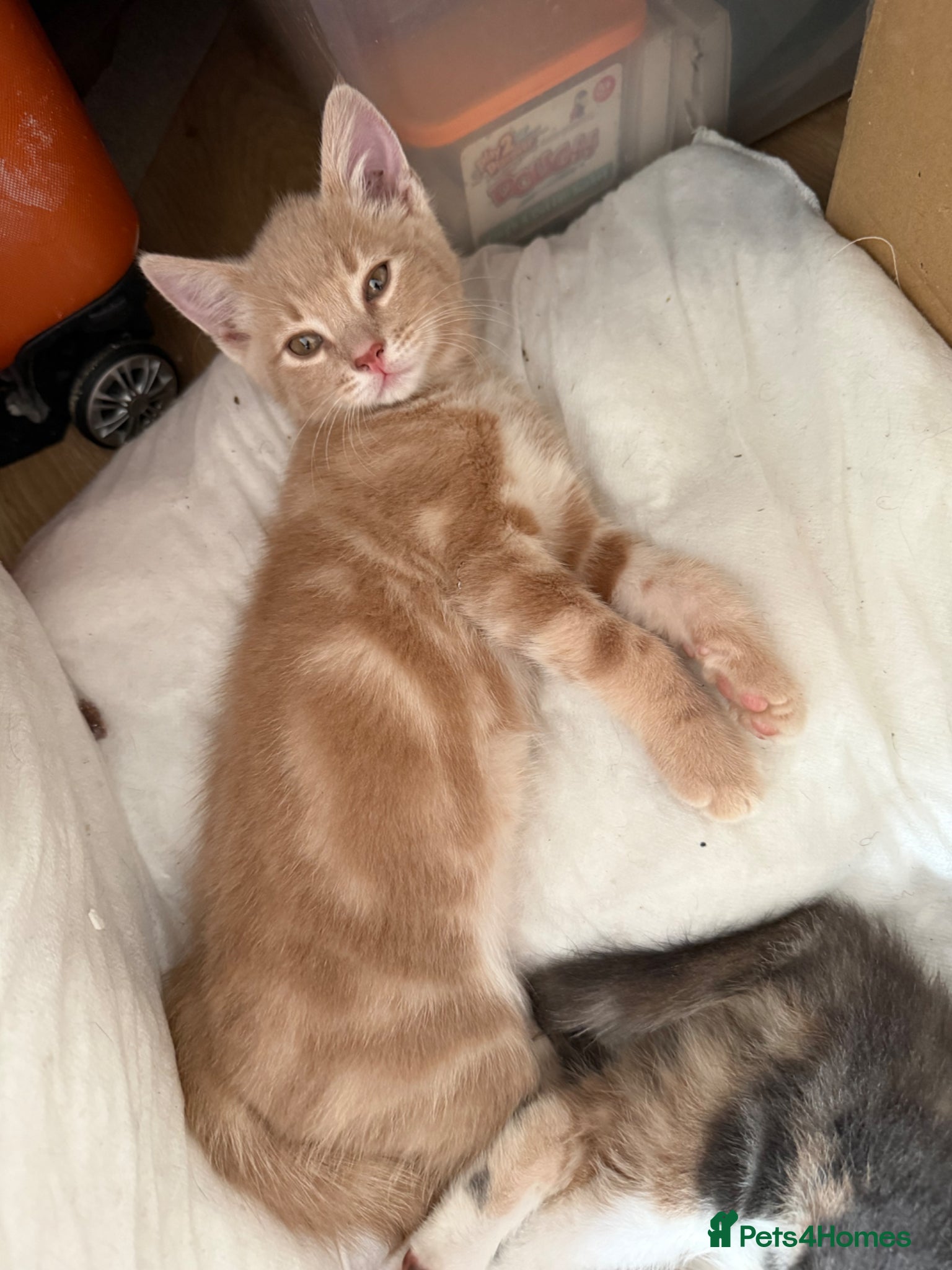 Mixed Breed cats Beautiful male Kitten  - Advert 5