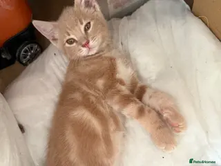 Mixed Breed cats Beautiful male Kitten - Advert 5