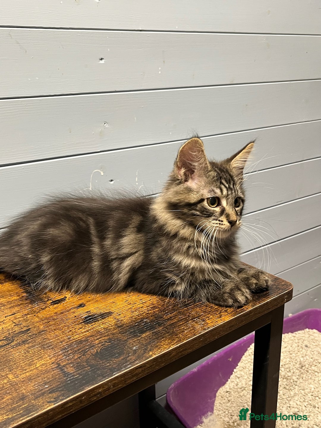 Maine Coon cats for sale: Beautiful Maine Coon kittens for sale - Image 11