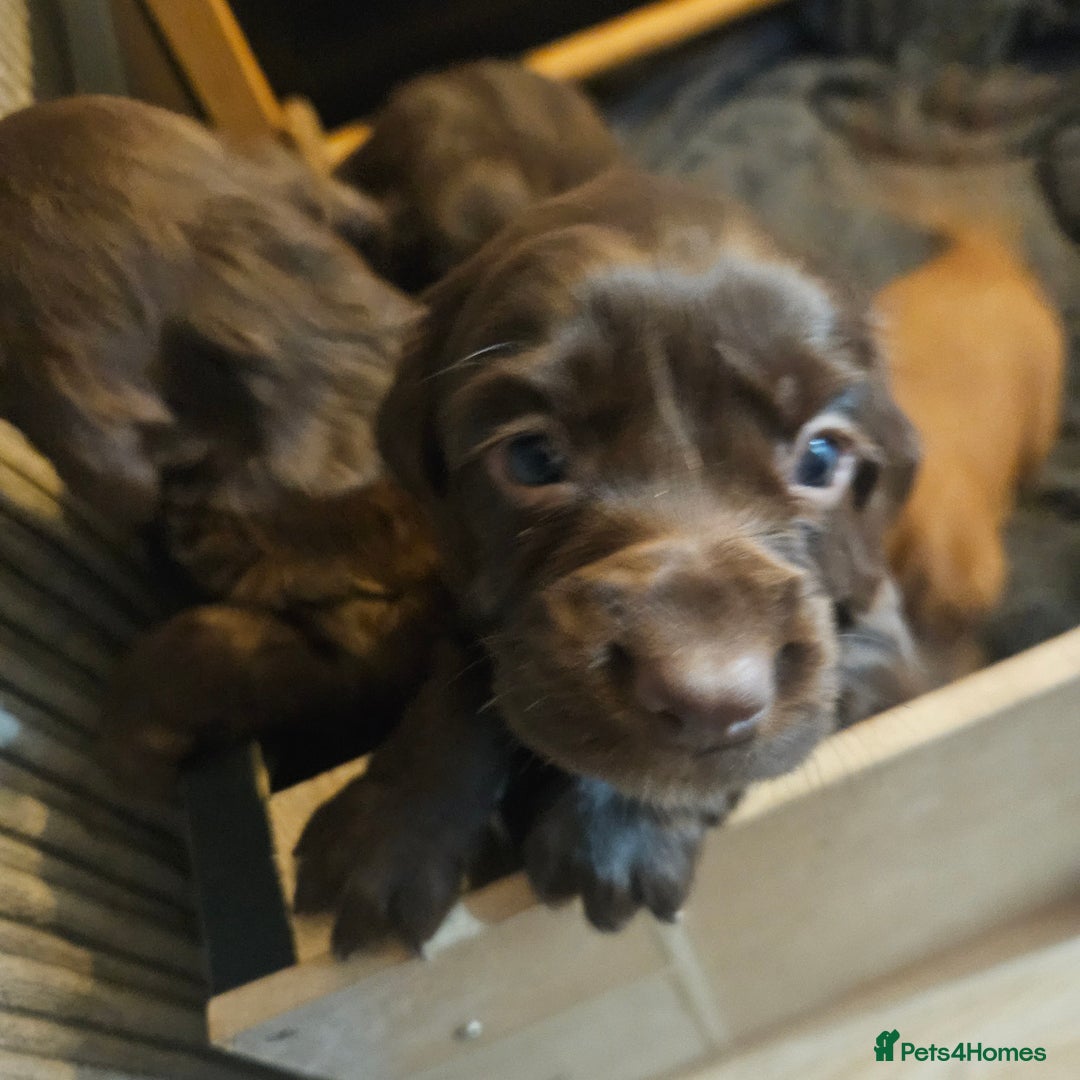 Cocker Spaniel dogs for sale: Cocker spaniel Puppies Males and females - Advert 8