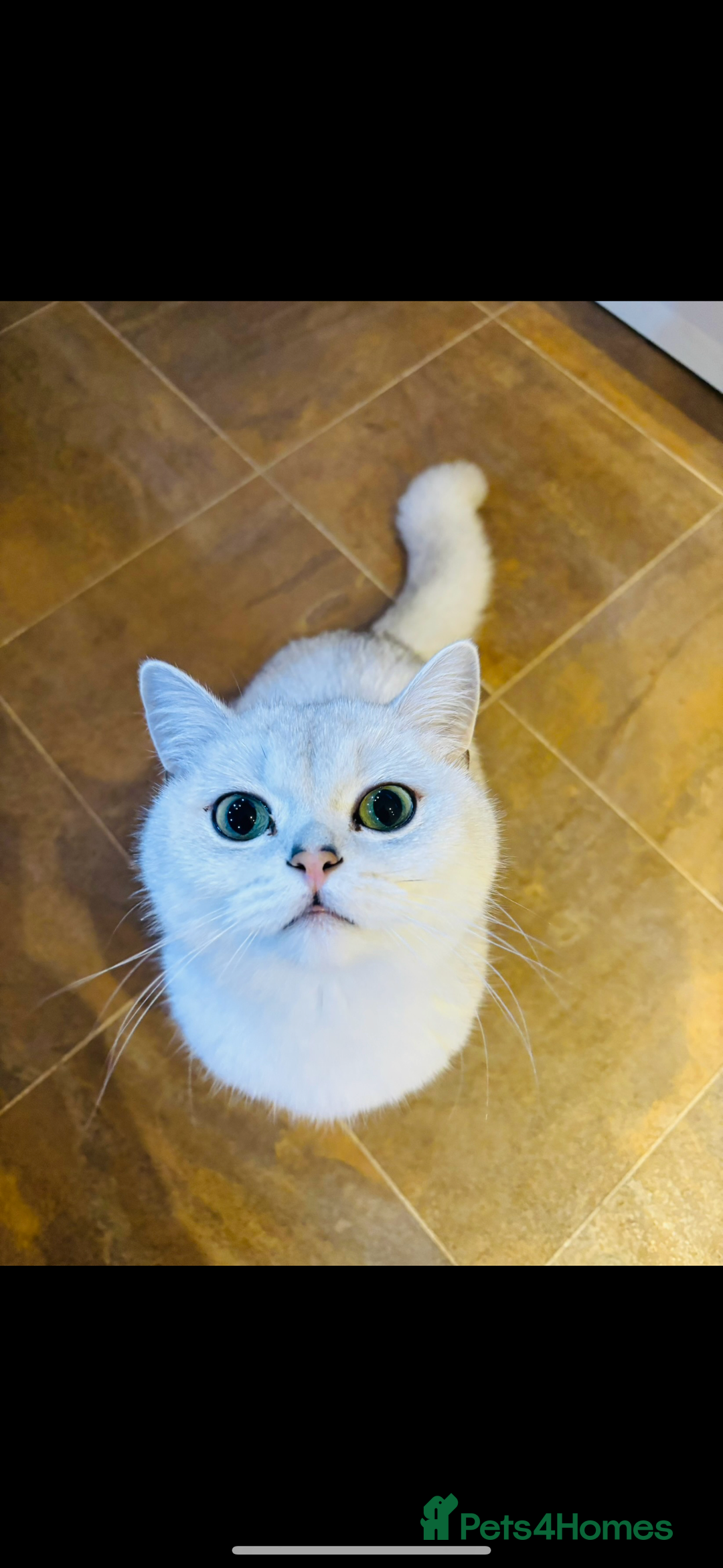 British Shorthair cats for sale: White British Short Hair  - Image 1