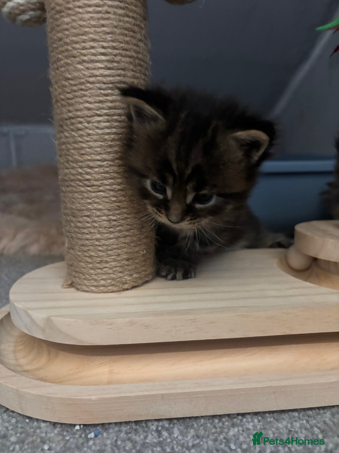 Maine Coon cats for sale: 7 Maine coon kittens for a loving home  - Advert 6