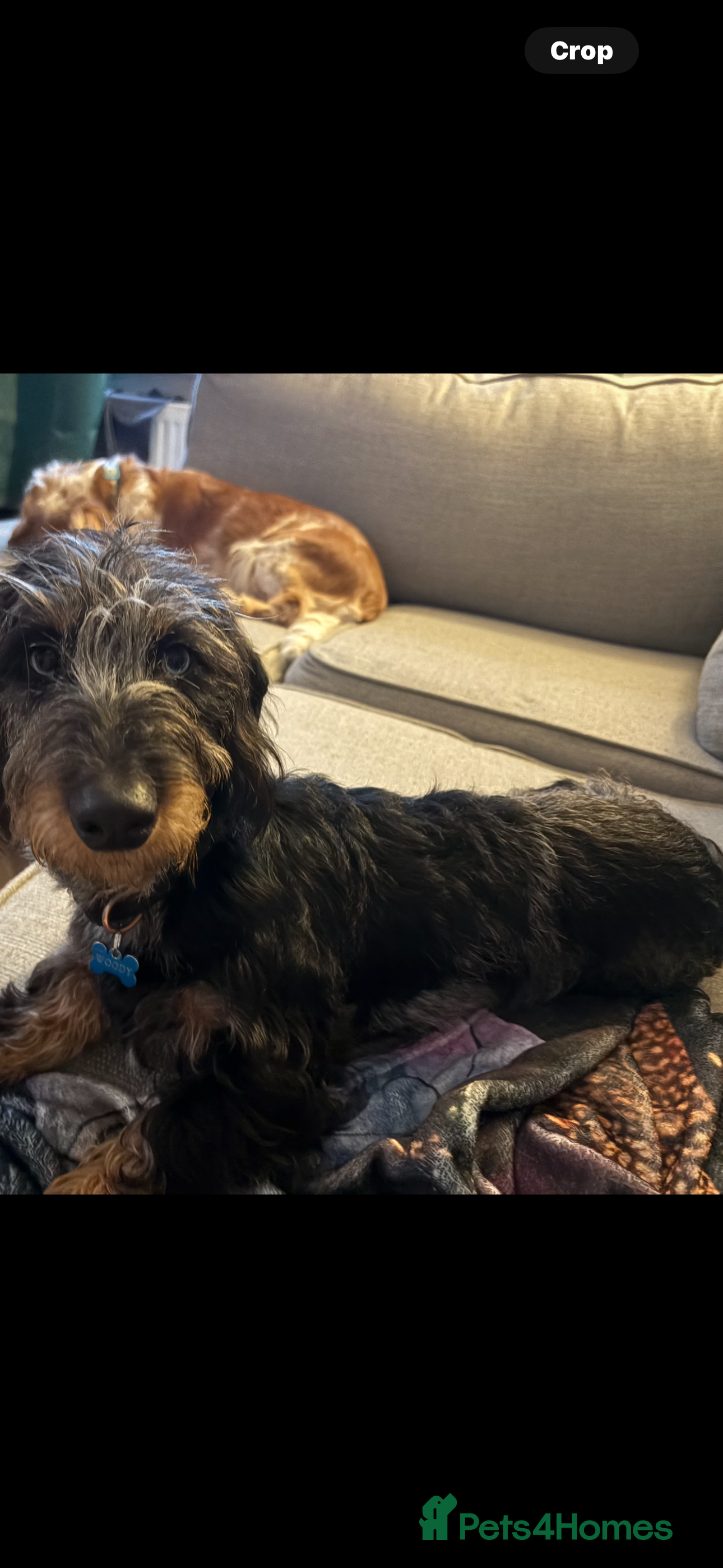 Dachshund dogs 6 MONTH OLD MALE DACHSHUND  - Advert 8