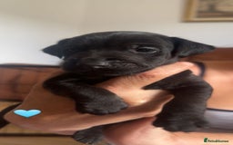 Mixed Breed dogs for sale: Lakeland x  - Image 11