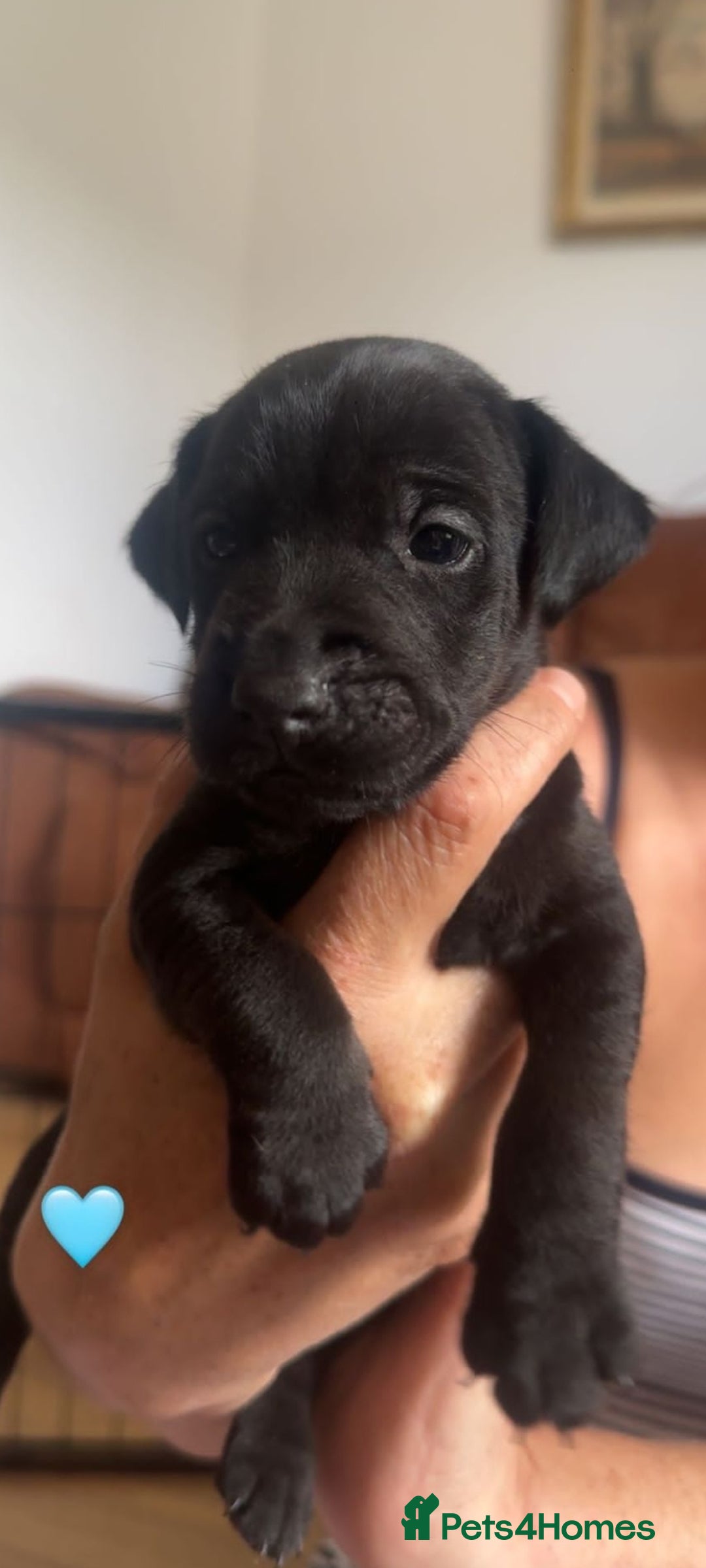 Mixed Breed dogs for sale: Lakeland x  - Image 11
