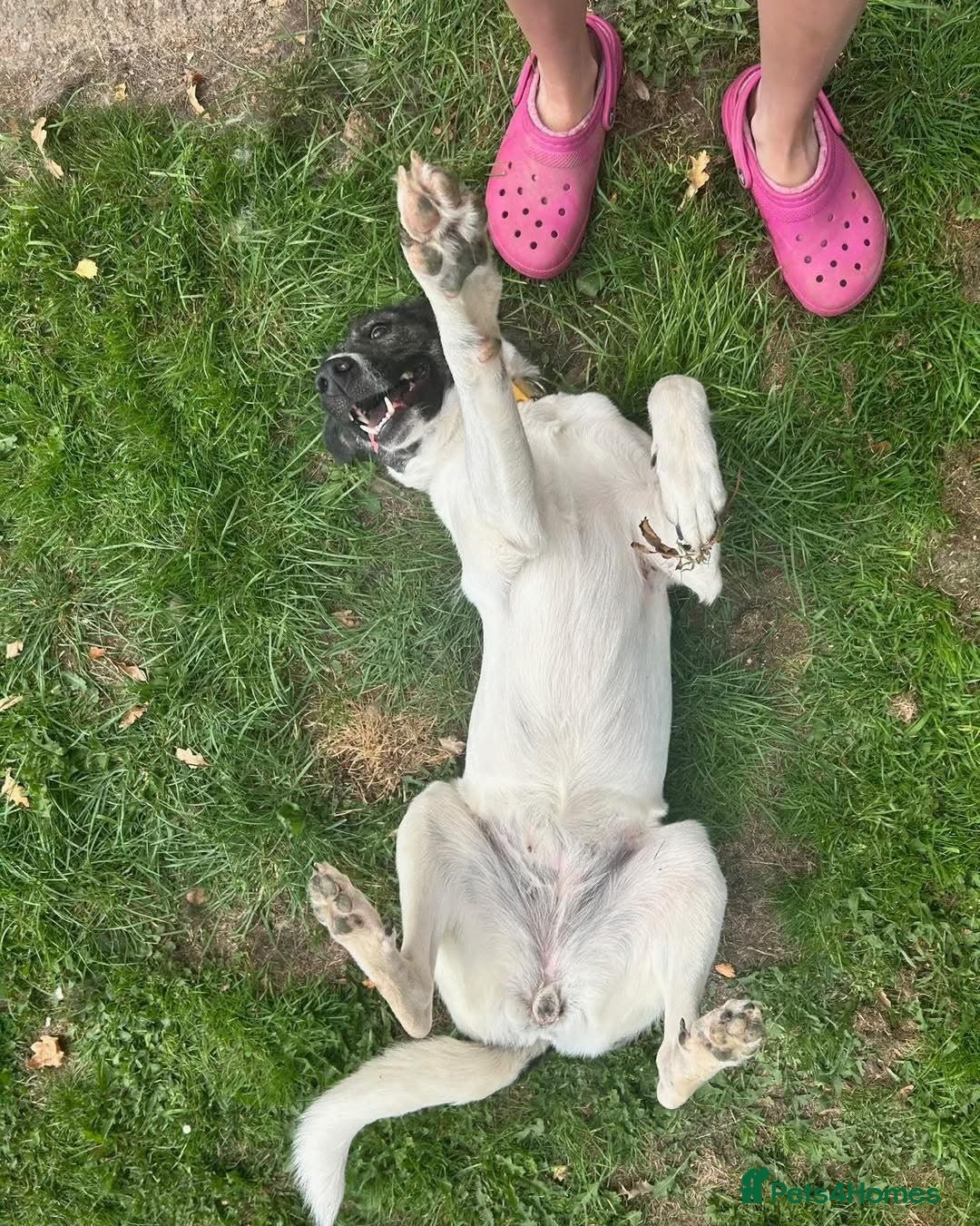 Mixed Breed dogs for adoption: Daisy - loves so hard. She just wants the same in Kidderminster - Advert 17