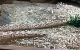 Snake reptiles for sale: Hognose snake - Image 2